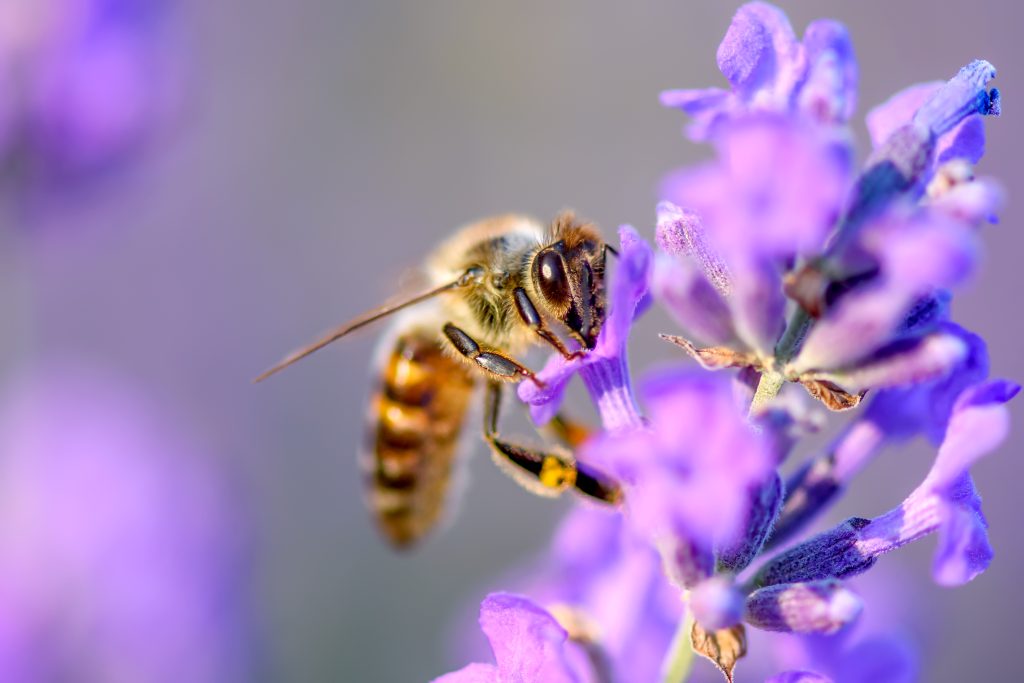 bee pollinates the lavender flowers plant decay w 2021 08 28 20 05 08 utc