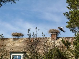 Flachdach, Walmdach oder Satteldach - das sind die gängigsten Dachformen