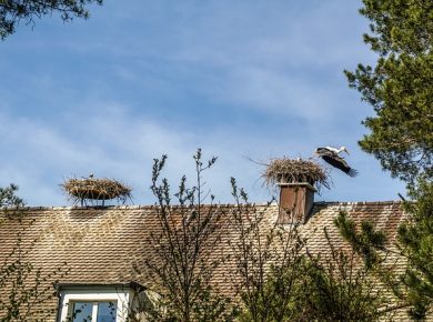 Flachdach, Walmdach oder Satteldach - das sind die gängigsten Dachformen