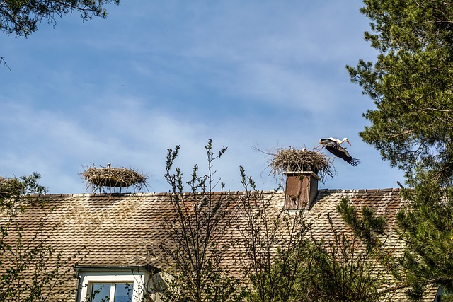 Flachdach, Walmdach oder Satteldach - das sind die gängigsten Dachformen