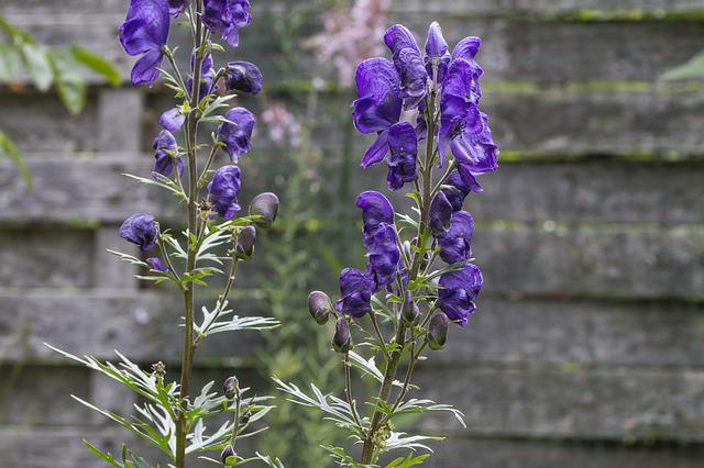 Hundefreundlicher Garten - der blaue Eisenhut hat darin nichts zu suchen, denn er ist sehr giftig