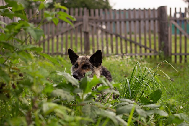 Hundefreundlicher Garten - ein Zaun ist definitiv ein "Must have"