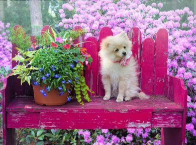 Hundefreundlicher Garten - unsere ultimativen 5 Tipps