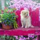 Hundefreundlicher Garten - unsere ultimativen 5 Tipps