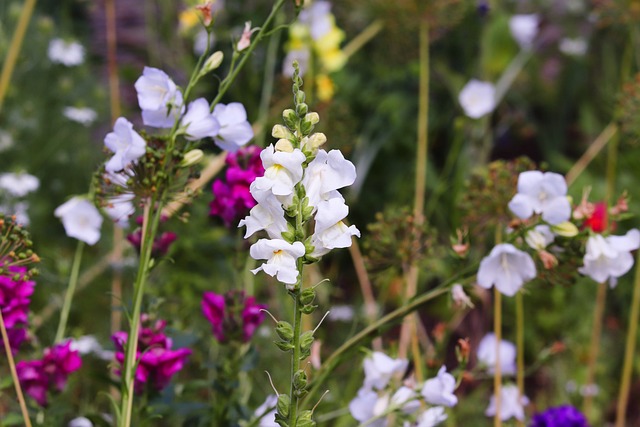 Im Bauerngarten ist Pflanzenvielfalt angesagt I Foto: manfredrichter/Pixabay