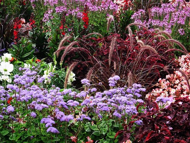 Stauden gehören unbedingt in einen Bauerngarten I Foto: steinchen/Pixabay