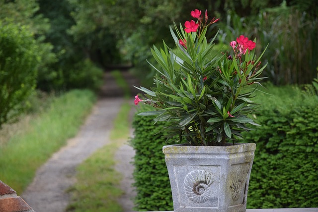 Der Oleander ist eine beliebte Kübelpflanze - überprüfen Sie im Januar, dass der Kälteschutz in Ordnung ist / Foto: TylerRhee/Pixabay