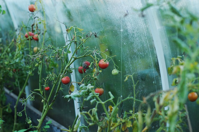 Gewächshaus im Garten - mehr als nur ein Ort für Tomaten I Foto: nonstopsmile/Pixabay